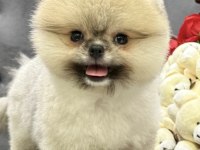 Orange Pomeranian Boo