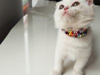 Exotic shorthair dişi yavrumuz Trakya geneli sahiplendirme