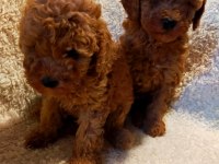 Safkan aşılı pasaportlu garantili toy poodle lar