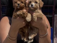 Sağlık ve ırk garantili maltipoo yavrularım