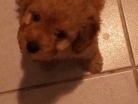 Maltipoo köpeğimizi sahiplendirme