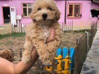 MALTİPOO 2. JENERASYON TOY YAVRULAR