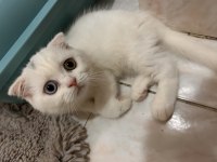 Scottish fold longhair