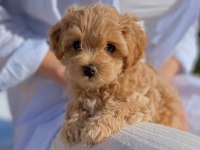 Maltipoo Yavrularımız