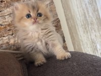 50 Günlük British Longhair