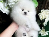 Yavru pomeranian köpekleri