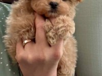 Teacup kore maltipoo yavruları