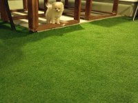 Pomeranian boo yavrularımız ırk garantili teslim