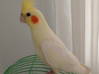 Lutino Sultan Papağanı