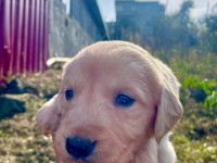 Golden retriever yavrular