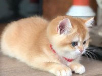 A Kalite British Shorthair Golden Yavrular