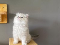 BRİTİSH LONGHAİR AY1133 ERKEK MUHTEŞEM TİP