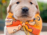 GOLDEN RETRİEVER YAVRU KÖPEKLER