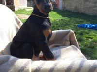 A kalite doberman yavruları