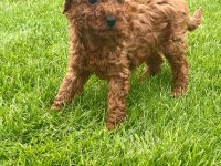 RED BROWN A KALİTE ORJİNAL TOY POODLE YAVRULAR