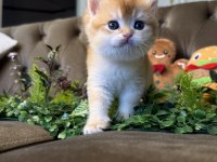 Yüksek kalite golden british shorthair bebeğim