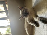 6 aylık kızıma yuva arıyorum british shorthair