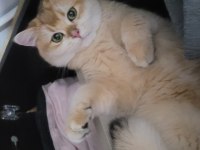 British Shorthair Kedilerimiz