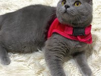 British Shorthair Kayseri