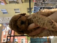 Apricot - red - dark red toy poodle