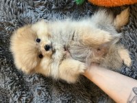 2.5 Aylık Pomeranian