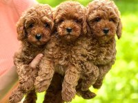 Anatomi Güzeli Poodle Köpekler