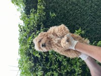 Maltipoo poodle kalitesinde