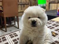 Chow chow (Çin Aslanı) Yavruları