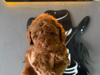 A Plus Safkan Ve Irk Garantili Poodle Yavrularımız