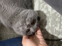 Scottish fold 5 aylık