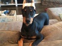 Şampiyon Soy Dobermanlar
