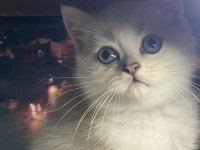 Safkan British Shorthair Erkek Yavrumuz