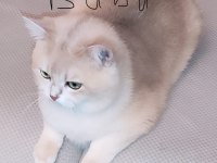 Ödüllü British Shorthair yavru