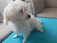 Pet eğitimli sevimli oyuncu maltese terrier