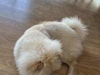 10 Aylık Dişi Chow Chow köpeğimiz yeni yuvasını arıyor
