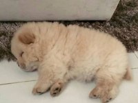 Safkan ayı yavrusu isteyene özel bir adet dişi chow chow