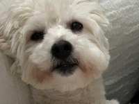 Afacan maltipoo erkek