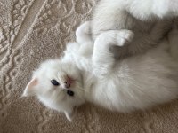 Mavi gözlü british shorthair yavru kediler