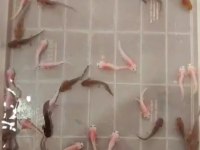 Axolotl kampanya
