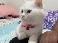 2 yaşında ankara kedimize yeni yuva arıyoruz