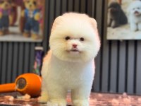 Yavru Pomeranian Boolarımız