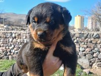 Sağlam Kan Hatlı Rottweiler Yavrular
