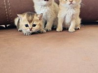 SAFKAN EV ÜRETİMİ SERECELİ GOLDEN KEDİLER
