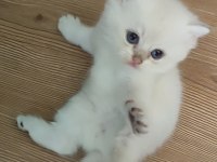 Şafkan British Shorthair