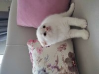 Scottish fold beyaz yuvamızı arıyoruz