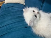 1 buçuk aylık dişi british longhair