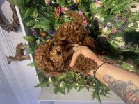 Poodle akademi sağlıklı