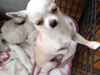 1 yaş chihuahua