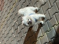 4 yaşında eğitimli pomeranian