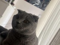 Scottish fold kedimiz